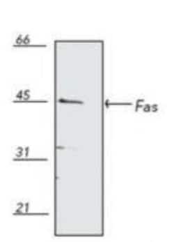 Fas/TNFRSF6/CD95 Antibody - BSA Free, Novus Biologicals 0.1 mg; Unconjugated:Antibodies,