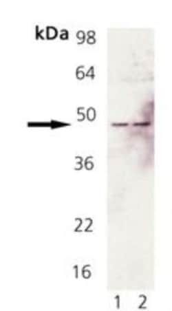 Fas/TNFRSF6/CD95 Antibody - BSA Free, Novus Biologicals 0.1 mg; Unconjugated:Antibodies,