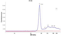 Fascin Antibody (FSCN1/417), Novus Biologicals 0.2mg; Unlabeled:Antibodies,
