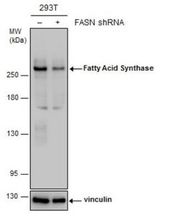 Fatty Acid Synthase/FASN Antibody (325), Novus Biologicals 0.1mL; Unlabeled:Antibodies,