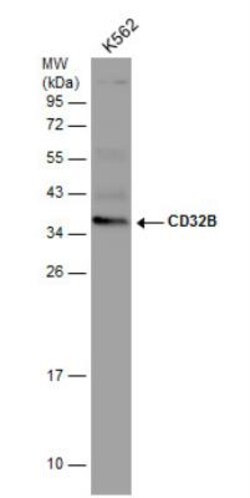 Fc gamma RIIB/CD32b Antibody, Novus Biologicals 0.1mL; Unlabeled:Antibodies,