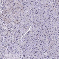 Fc gamma RIIIA/CD16a Antibody, Novus Biologicals:Antibodies:Primary Antibodies