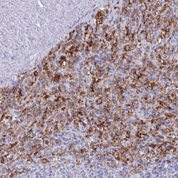 Fc gamma RIIIA/CD16a Antibody, Novus Biologicals:Antibodies:Primary Antibodies