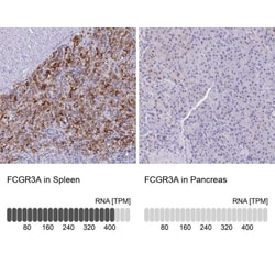 Fc gamma RIIIA/CD16a Antibody, Novus Biologicals:Antibodies:Primary Antibodies