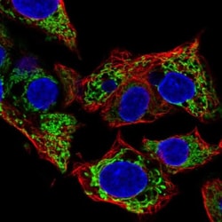 Ferredoxin Reductase Antibody, Novus Biologicals 0.1mL; Unlabeled:Antibodies,