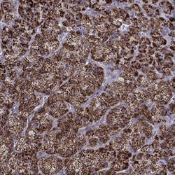 Ferredoxin Reductase Antibody, Novus Biologicals 0.1mL; Unlabeled:Antibodies,