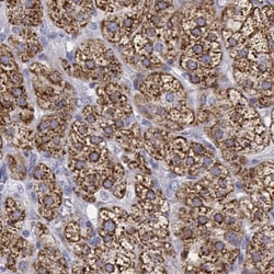 Ferredoxin Reductase Antibody, Novus Biologicals 0.1mL; Unlabeled:Antibodies,