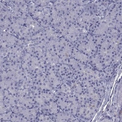 Ferredoxin Reductase Antibody, Novus Biologicals 0.1mL; Unlabeled:Antibodies,