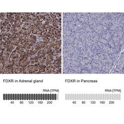Ferredoxin Reductase Antibody, Novus Biologicals 0.1mL; Unlabeled:Antibodies,