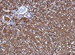 Ferritin Heavy Chain Antibody, Novus Biologicals 0.1mL; Unlabeled:Antibodies,