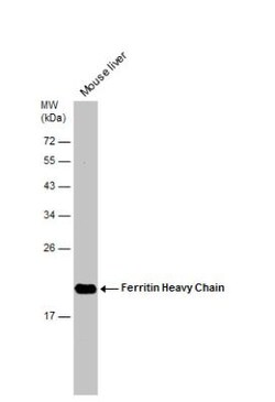 Ferritin Heavy Chain Antibody, Novus Biologicals 0.1mL; Unlabeled:Antibodies,