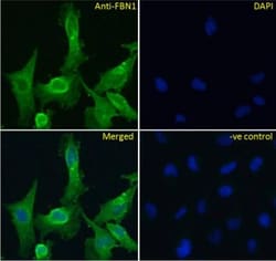 Fibrillin 1 Antibody, Novus Biologicals 0.1mg; Unlabeled:Antibodies, Polyclonal