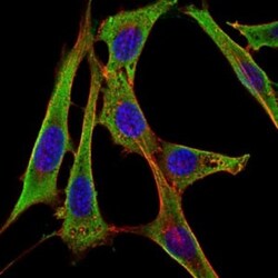 Fibrinogen gamma chain Antibody (5A6), Novus Biologicals:Antibodies:Primary