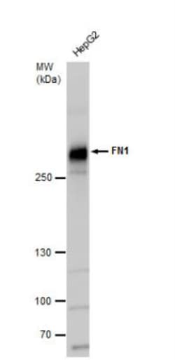 Fibronectin Antibody, Novus Biologicals 0.1mg; Unlabeled:Antibodies, Polyclonal