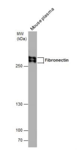 Fibronectin Antibody, Novus Biologicals 0.1mg; Unlabeled:Antibodies, Polyclonal