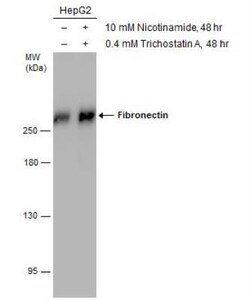 Fibronectin Antibody, Novus Biologicals 0.1mg; Unlabeled:Antibodies, Polyclonal