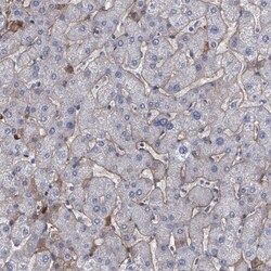 Fibulin 1 Antibody, Novus Biologicals 0.1mL; Unlabeled:Antibodies, Polyclonal