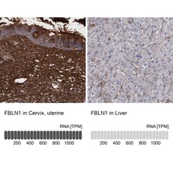 Fibulin 1 Antibody, Novus Biologicals 0.1mL; Unlabeled:Antibodies, Polyclonal