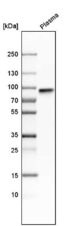 Fibulin 1 Antibody, Novus Biologicals 0.1mL; Unlabeled:Antibodies, Polyclonal