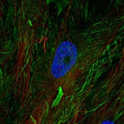 Fibulin 2 Antibody, Novus Biologicals 25 &mu;L; Unlabeled:Antibodies, Polyclonal