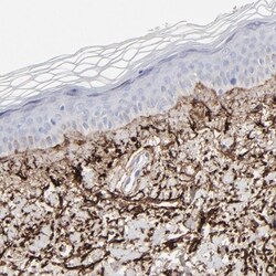 Fibulin 2 Antibody, Novus Biologicals 25 &mu;L; Unlabeled:Antibodies, Polyclonal