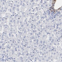 Fibulin 2 Antibody, Novus Biologicals 25 &mu;L; Unlabeled:Antibodies, Polyclonal