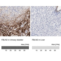 Fibulin 2 Antibody, Novus Biologicals 25 &mu;L; Unlabeled:Antibodies, Polyclonal