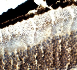 Fibulin-3/EFEMP1 Antibody, Novus Biologicals:Antibodies:Primary Antibodies