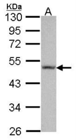 Fibulin 5/DANCE Antibody, Novus Biologicals 0.1mL; Unlabeled:Antibodies,