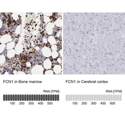 Ficolin-1 Antibody, Novus Biologicals 0.1mL; Unlabeled:Antibodies, Polyclonal