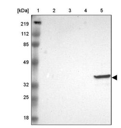 Ficolin-1 Antibody, Novus Biologicals:Antibodies:Primary Antibodies