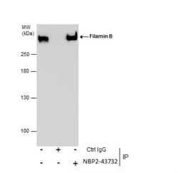 Filamin B Antibody (1372), Novus Biologicals 0.1mL; Unlabeled:Antibodies,