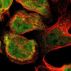 Flightless I Antibody, Novus Biologicals 25 &mu;L; Unlabeled:Antibodies,