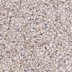 Flotillin-1 Antibody, Novus Biologicals:Antibodies:Primary Antibodies
