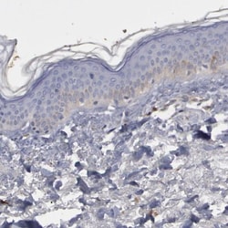 Flotillin-1 Antibody, Novus Biologicals:Antibodies:Primary Antibodies