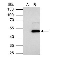Flotillin-1 Antibody, Novus Biologicals 0.1mL; Unlabeled:Antibodies, Polyclonal