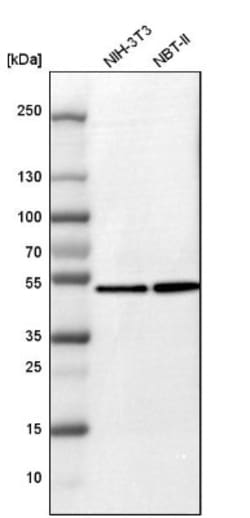 Flotillin-1 Antibody, Novus Biologicals:Antibodies:Primary Antibodies