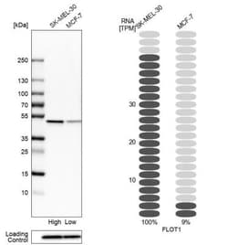 Flotillin-1 Antibody, Novus Biologicals:Antibodies:Primary Antibodies