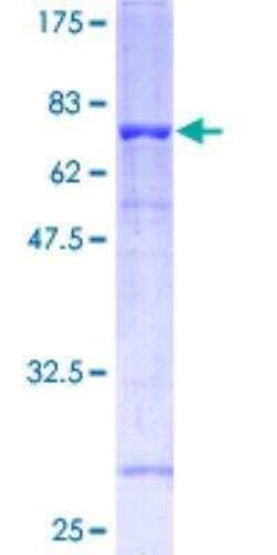 Novus Biologicals Recombinant Human Flotillin-1 GST (N-Term) Protein 2 &mu;g | Buy Online | Novus Biologicals&trade; | Fisher Scientific