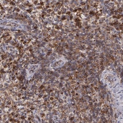 Flotillin 2 Antibody, Novus Biologicals 0.1mL; Unlabeled:Antibodies, Polyclonal