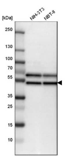 Flotillin 2 Antibody, Novus Biologicals 0.1mL; Unlabeled:Antibodies, Polyclonal