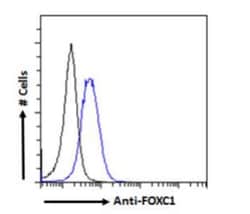FoxC1 Antibody, Novus Biologicals 0.1 mg | Buy Online | Novus Biologicals | Fisher Scientific
