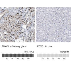 FoxC1 Antibody, Novus Biologicals 25 &mu;L; Unlabeled:Antibodies, Polyclonal
