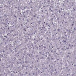 FoxJ1/HFH4 Antibody, Novus Biologicals 0.1mL; Unlabeled:Antibodies, Polyclonal