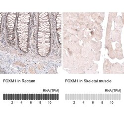 FoxM1 Antibody, Novus Biologicals 0.1mL; Unlabeled:Antibodies, Polyclonal