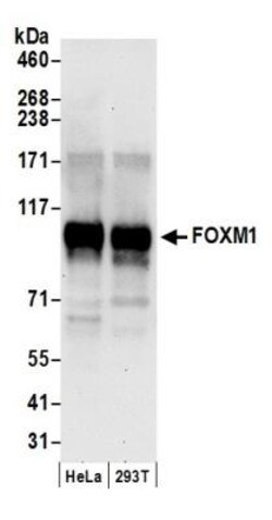 FoxM1 Antibody, Novus Biologicals 0.1mg; Unlabeled:Antibodies, Polyclonal