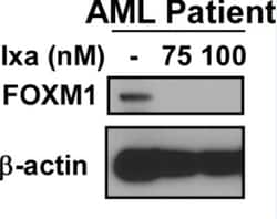 FoxM1 Antibody, Novus Biologicals 0.1mL; Unlabeled:Antibodies, Polyclonal