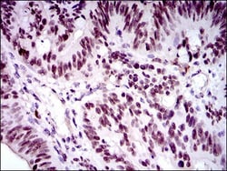 FoxP1 Antibody (6E4) - BSA Free, Novus Biologicals:Antibodies:Primary Antibodies