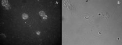FoxP3 Antibody, Novus Biologicals 0.1mg; Unlabeled:Antibodies, Polyclonal
