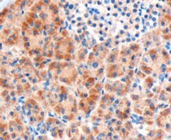 Frizzled-8 Antibody, Novus Biologicals 0.1mg; Unlabeled:Antibodies, Polyclonal